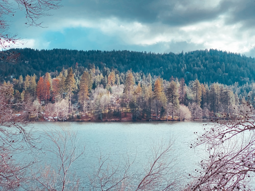 brown trees near body of water under cloudy sky during daytime