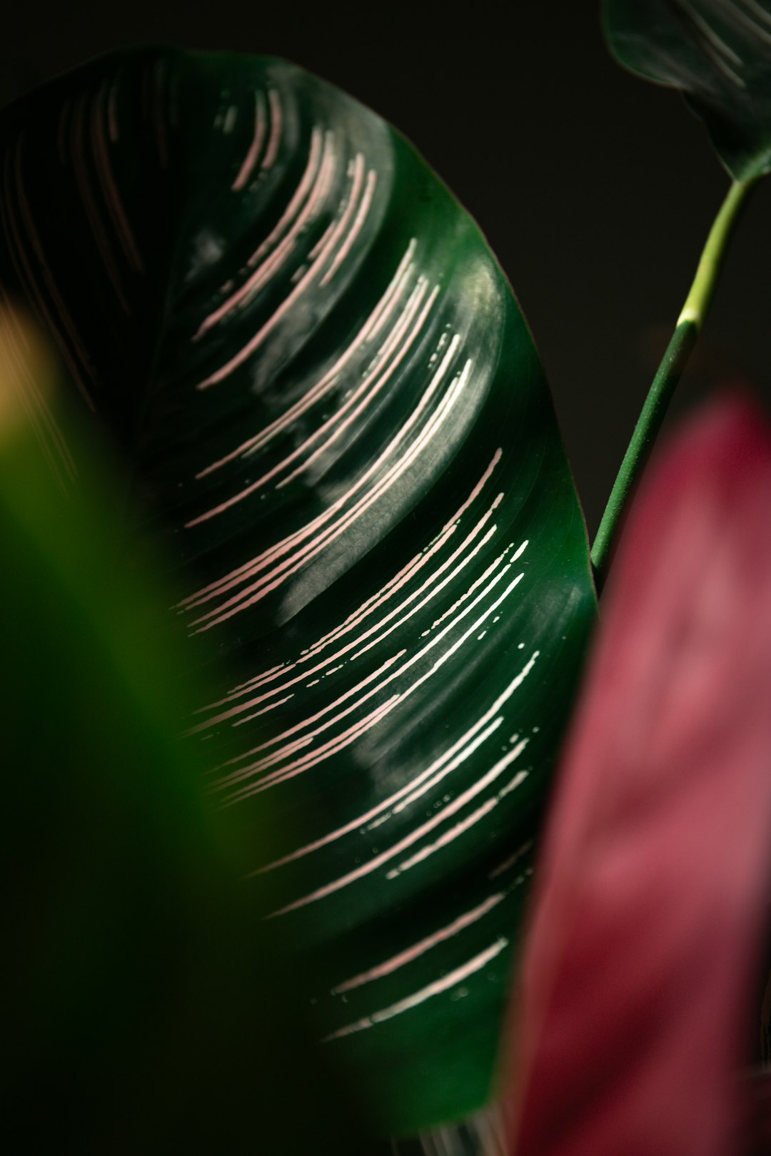 water droplets on pink flower