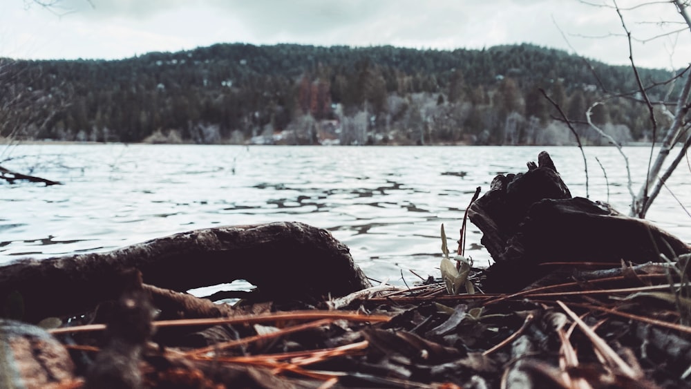 brown dried leaves on ground near body of water during daytime