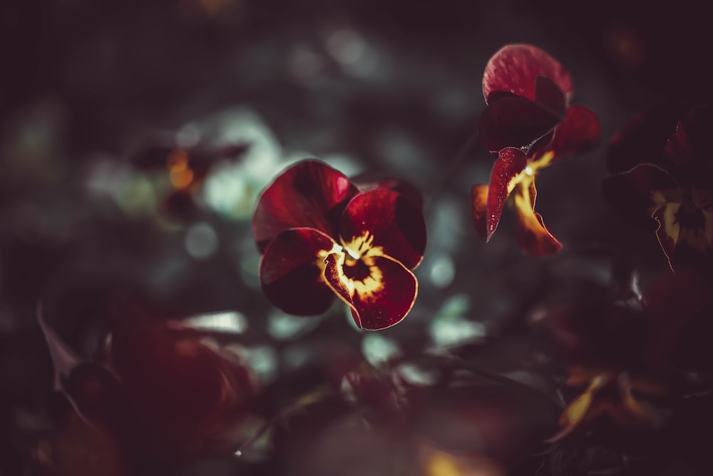 red and yellow flower in tilt shift lens