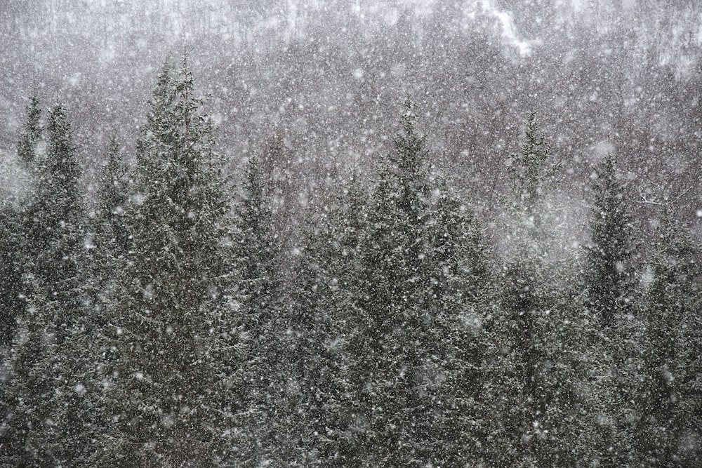 green pine trees during daytime