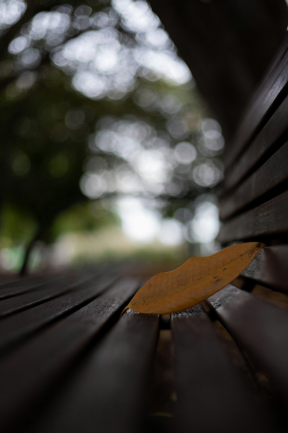 brown leaf on brown wooden bench