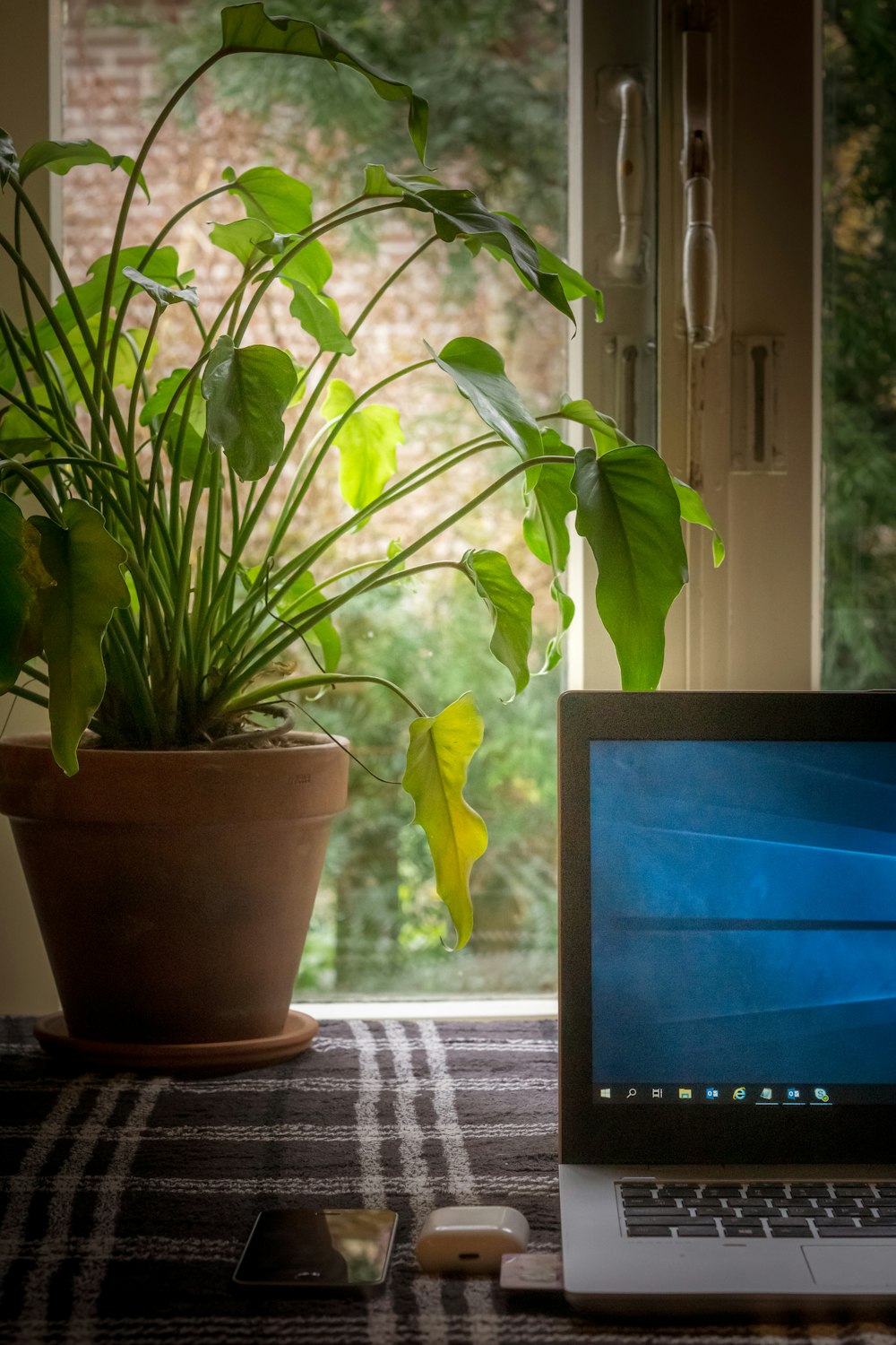 green plant on brown clay pot