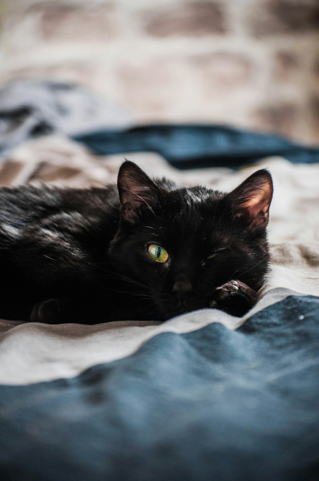 black cat lying on blue textile