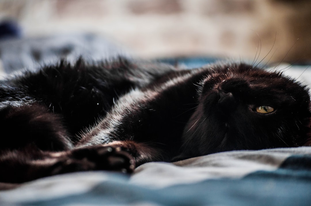 black short coated dog lying on blue textile