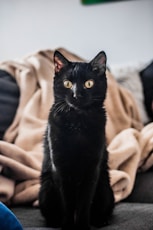 black cat on brown textile