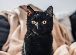 black cat on brown textile