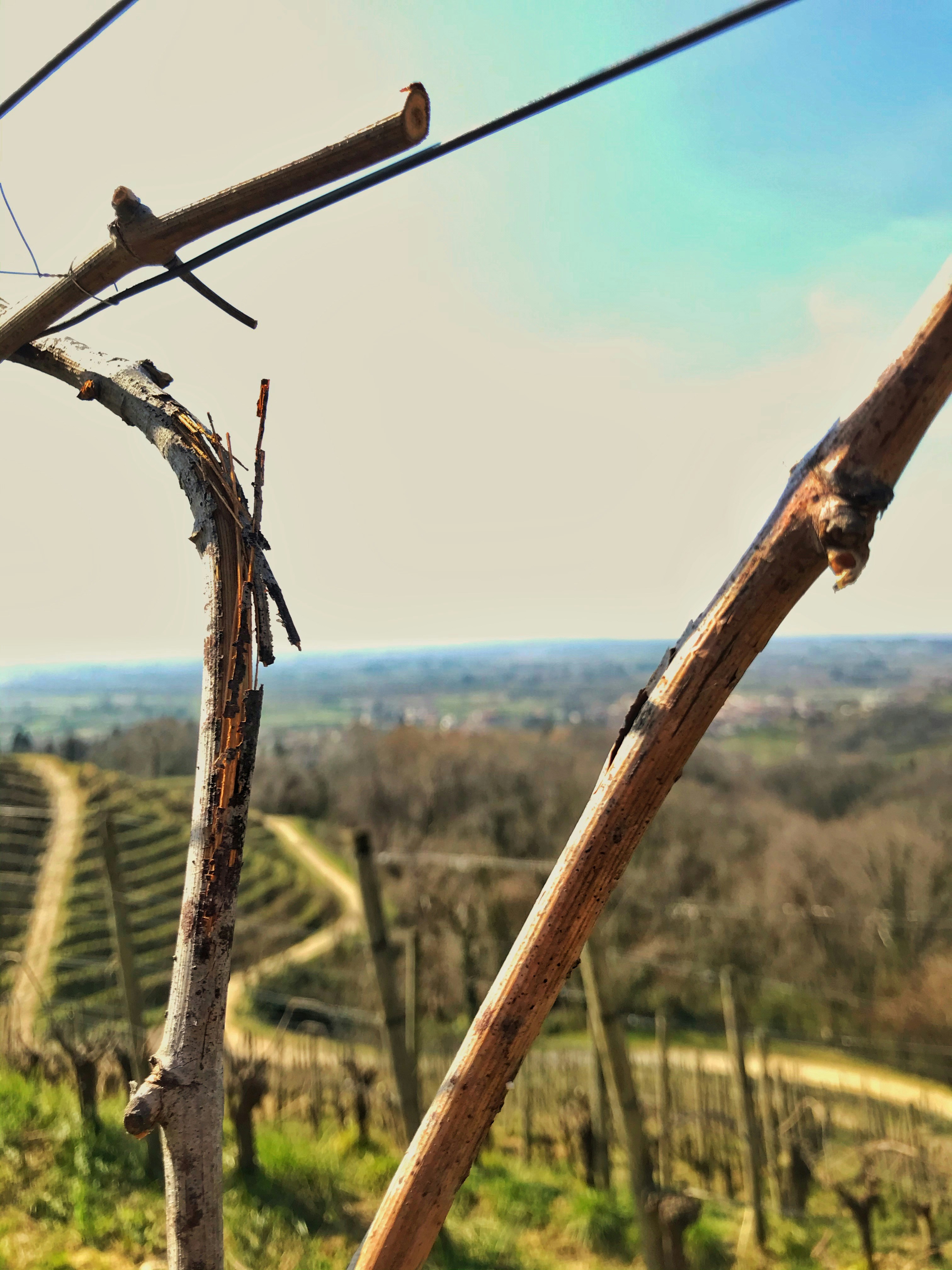 brown wooden stick with barbwire