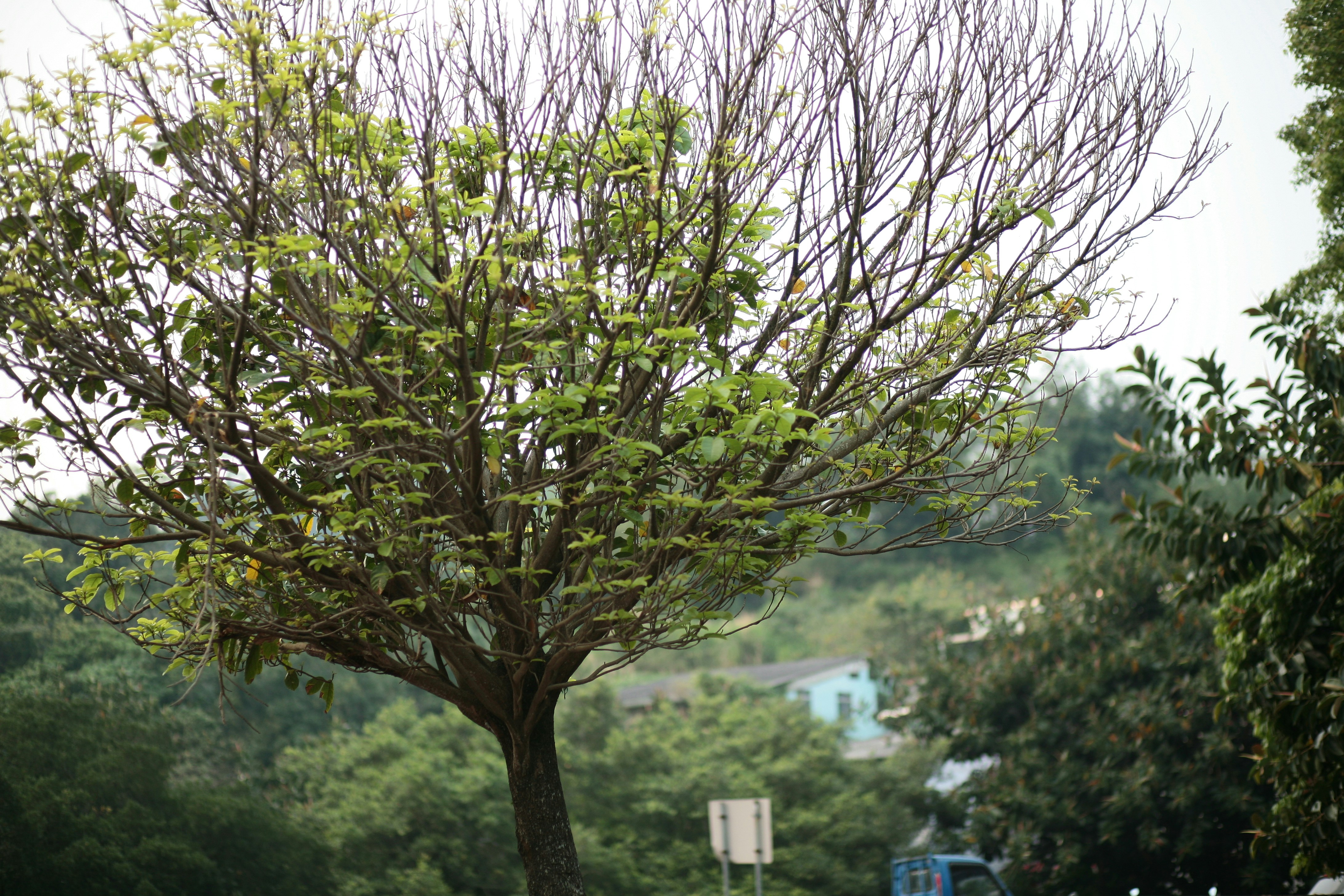 원주 반계리 은행나무 주말 혼잡 피하기 관련 이미지1