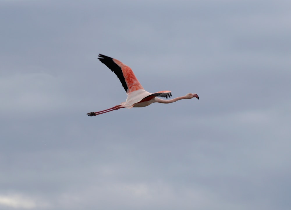 pink flamingo flying under white clouds during daytime