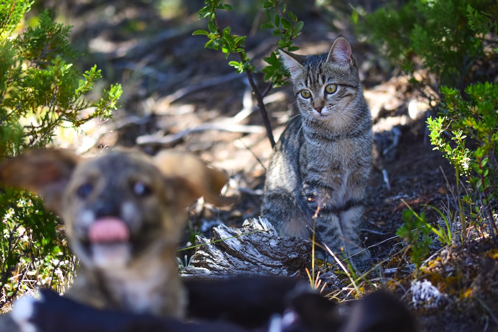 brown tabby cat beside brown tabby cat