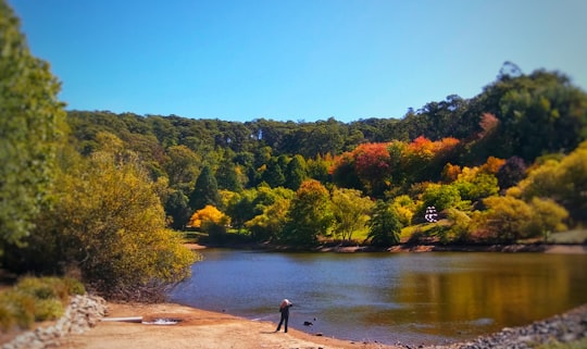 person standing on brown sand near green trees and body of water during daytime in Mount Lofty Botanic Garden Australia