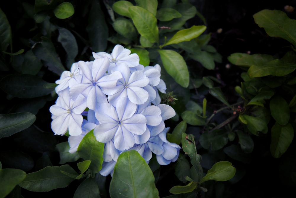 blue flowers with green leaves