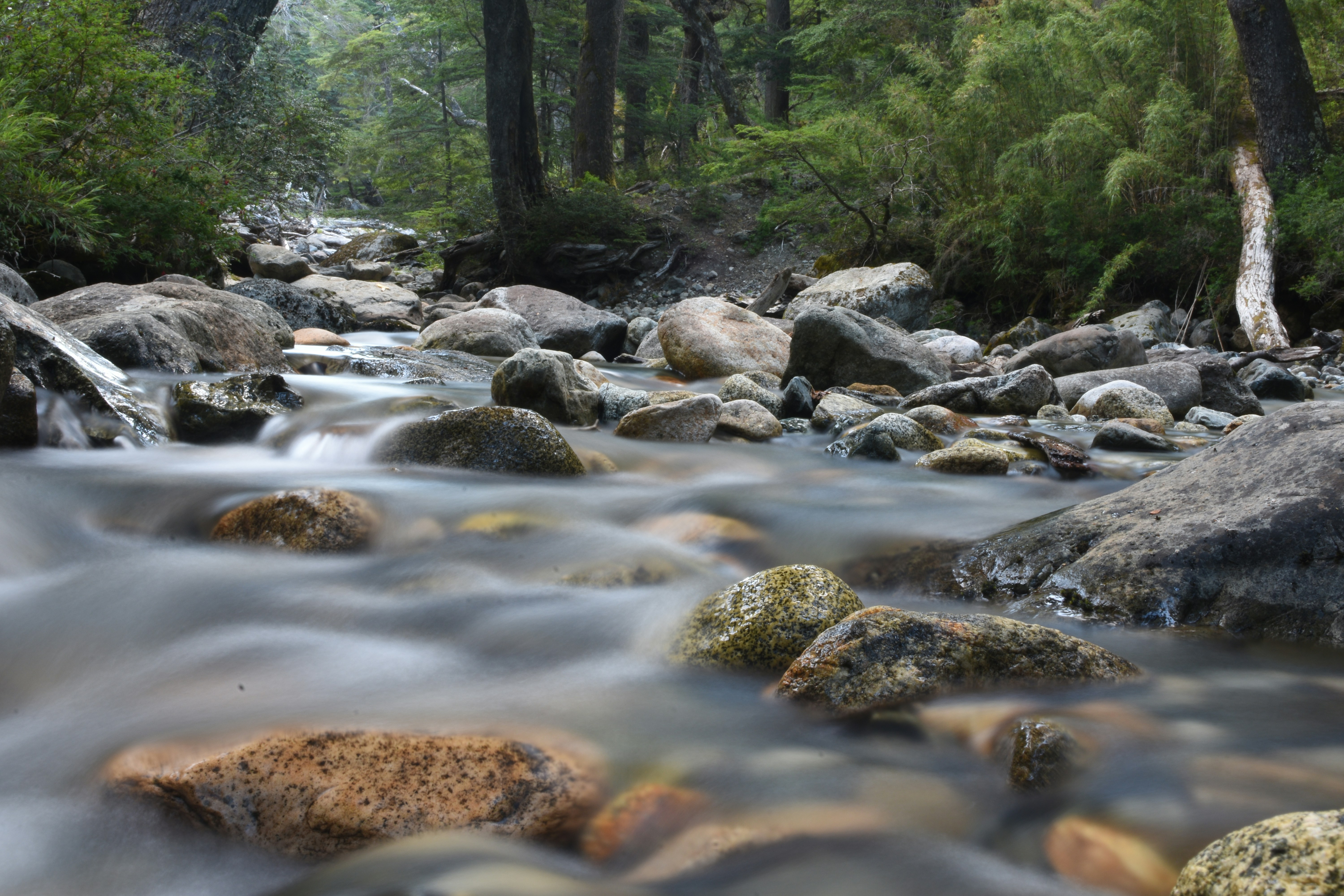 river in the middle of forest during daytime