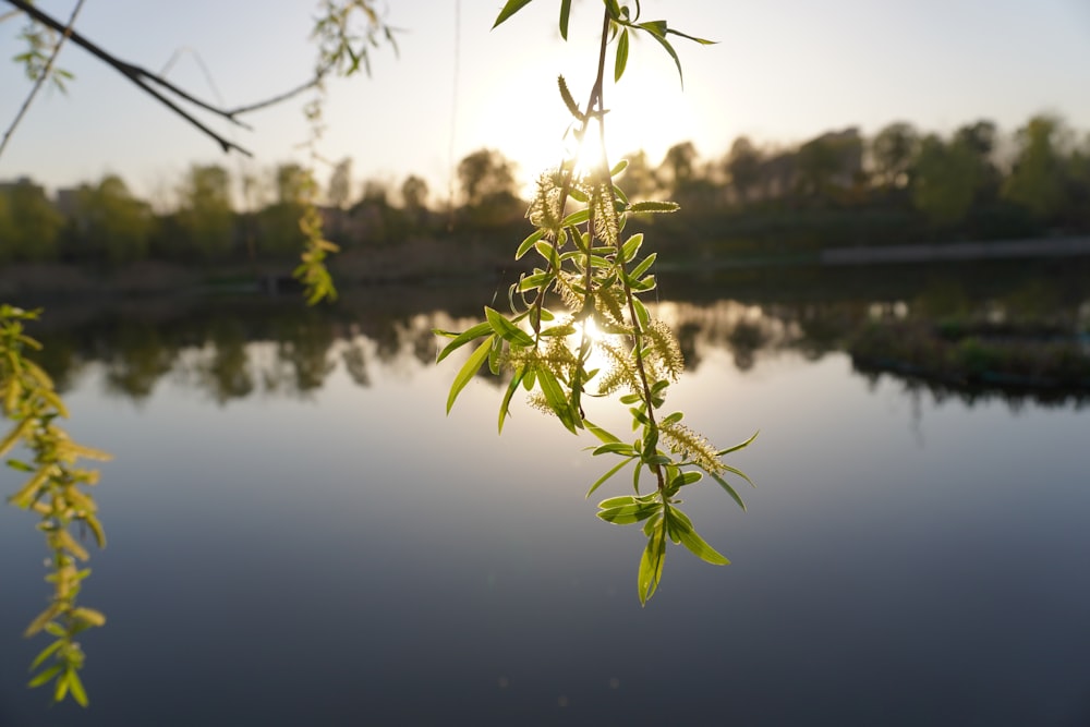 green plant near body of water during daytime