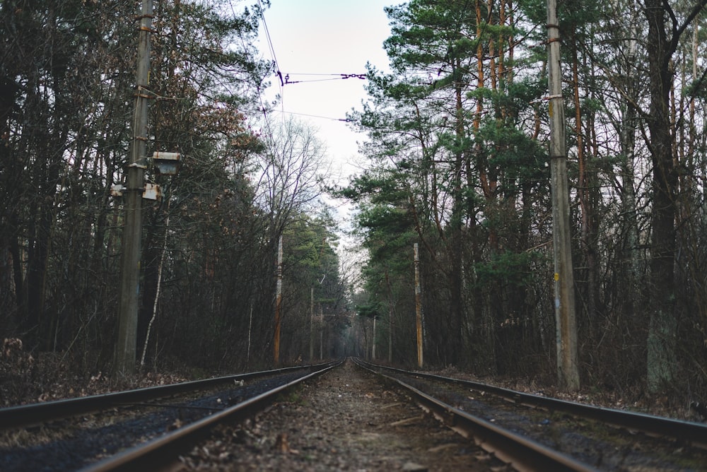 train rail in between trees