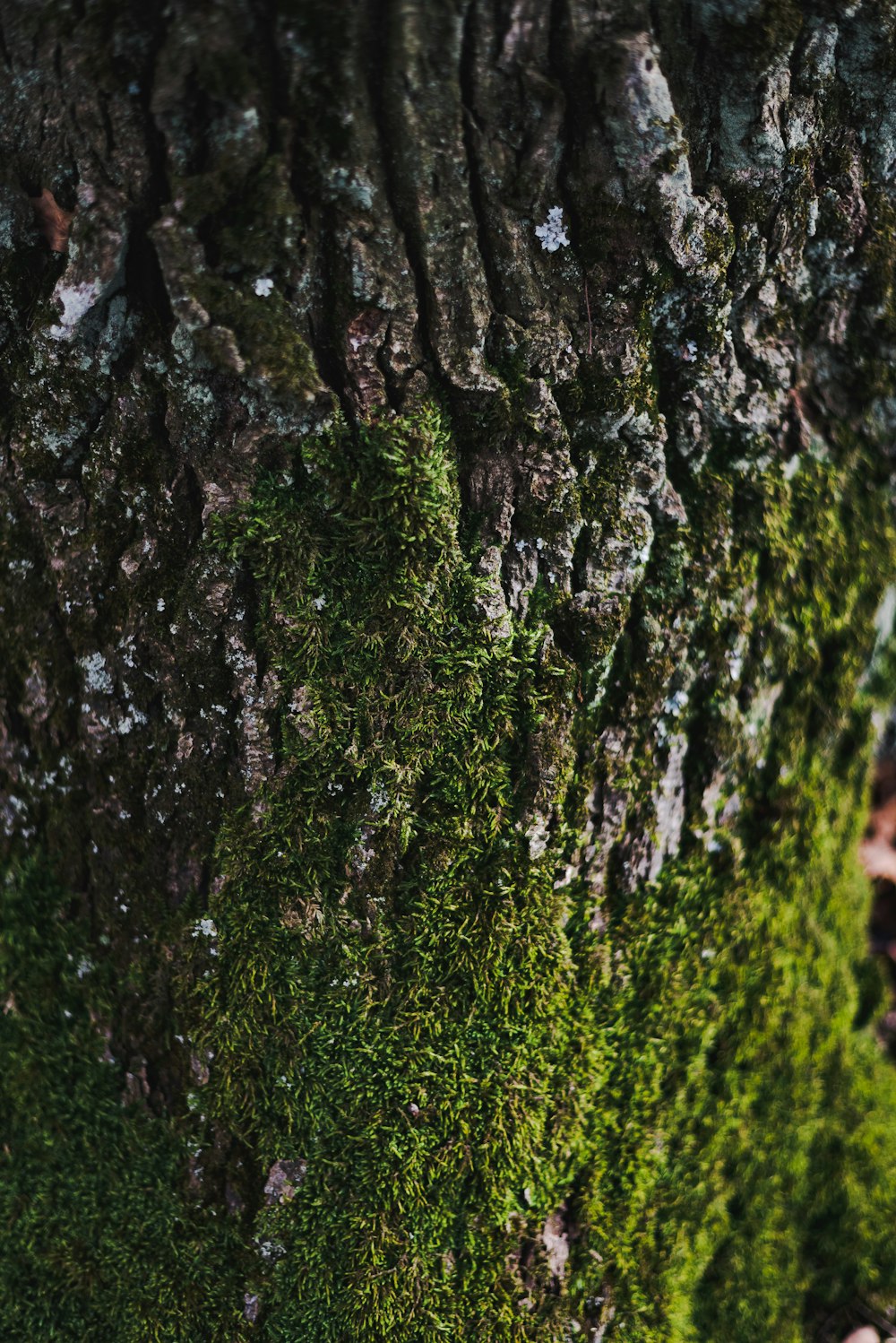 brown tree trunk with green moss