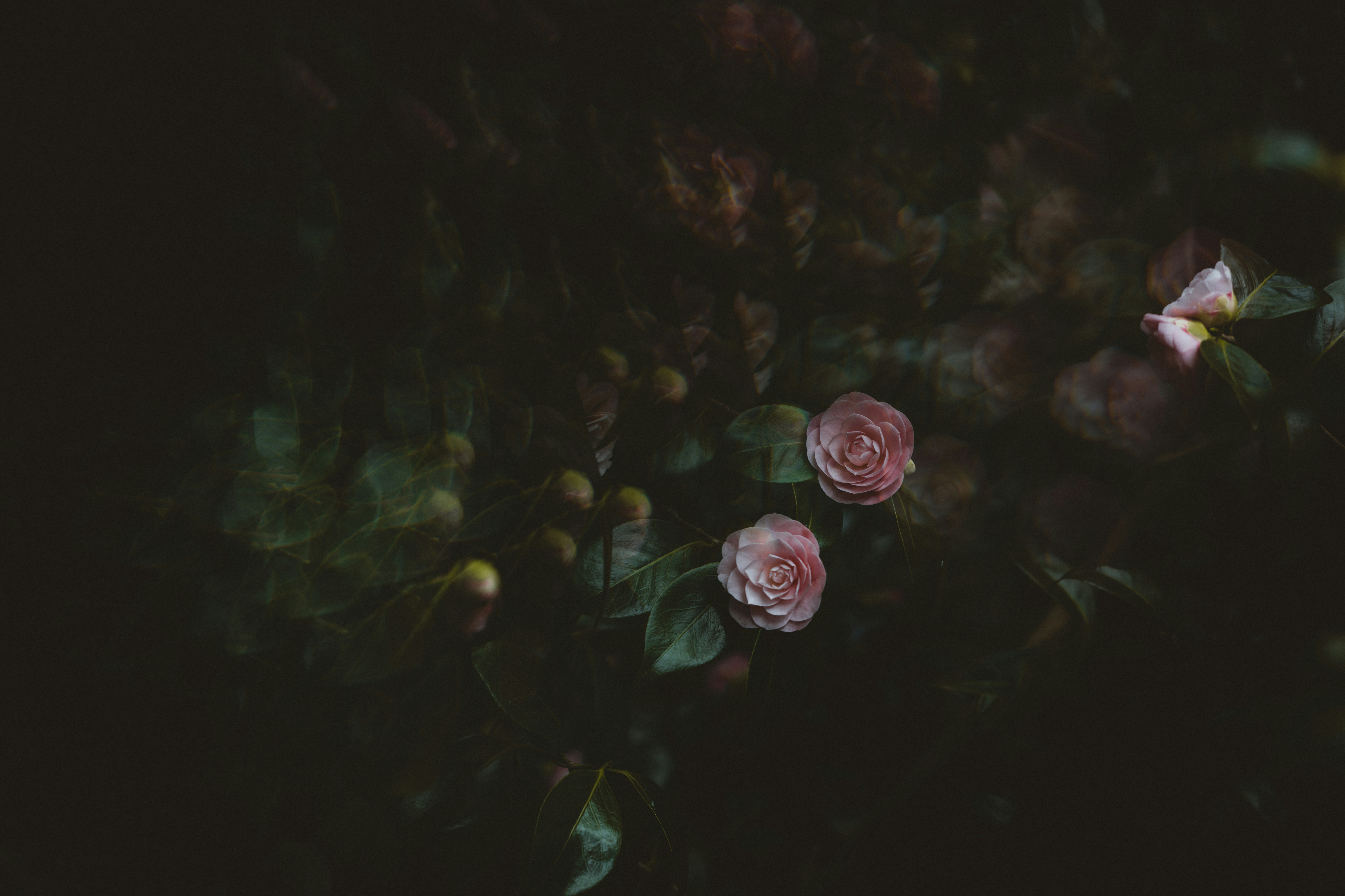 Photo by anniespratt