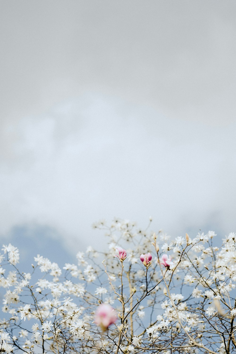 pink flower buds under white clouds and blue sky during daytime
