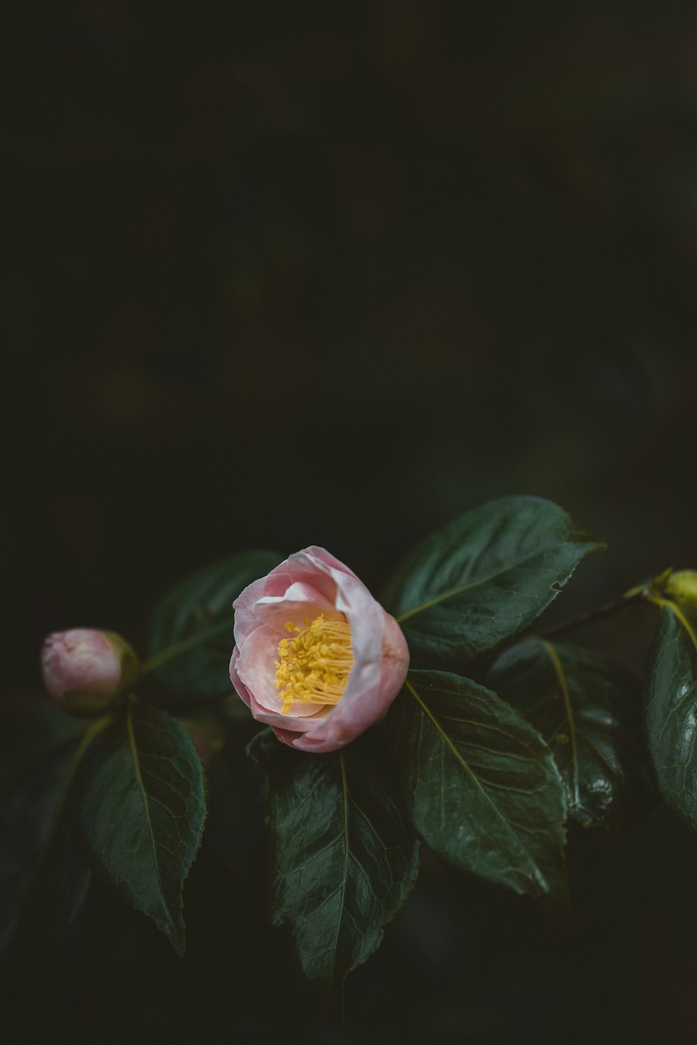 yellow and pink rose in bloom