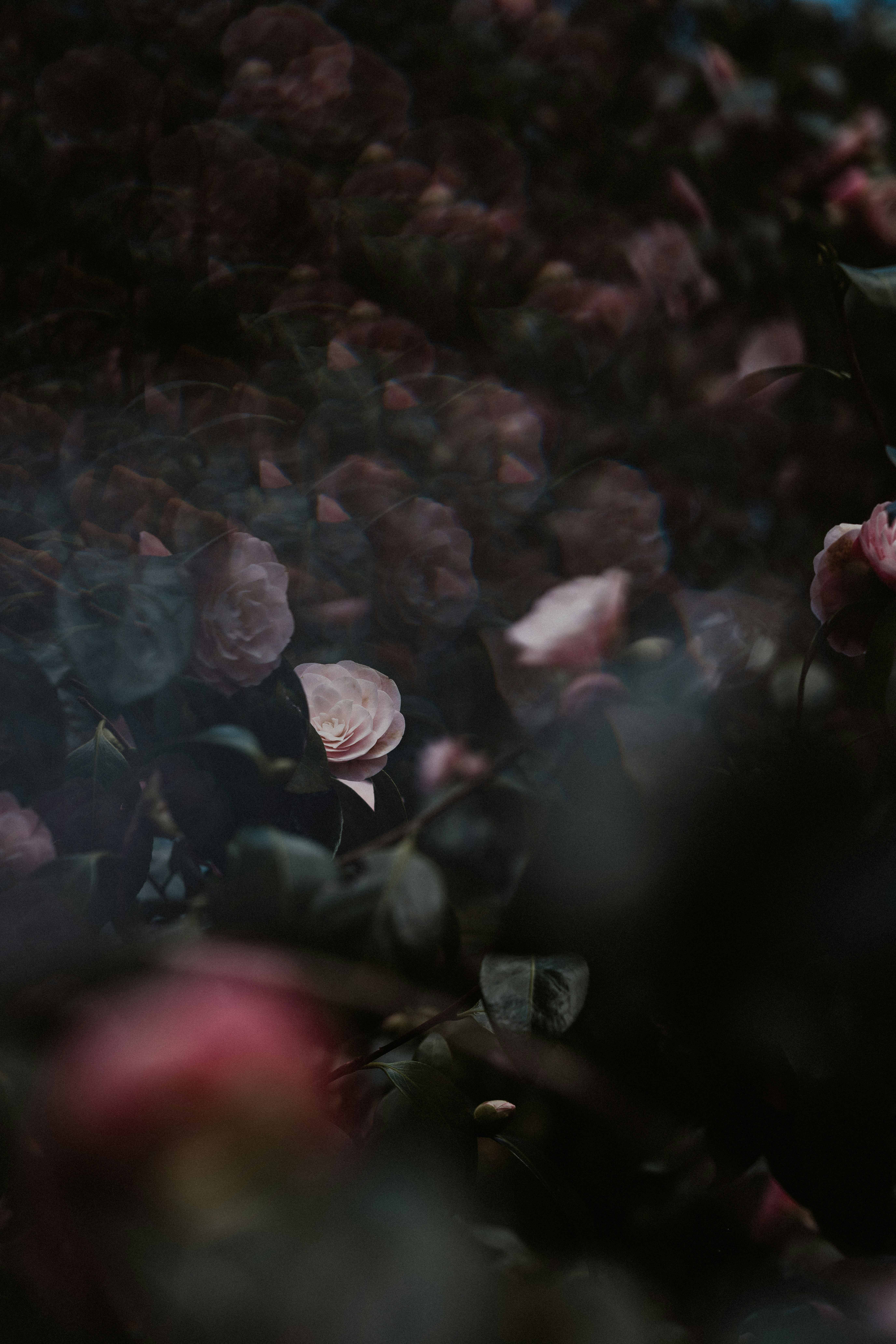 Photo by anniespratt
