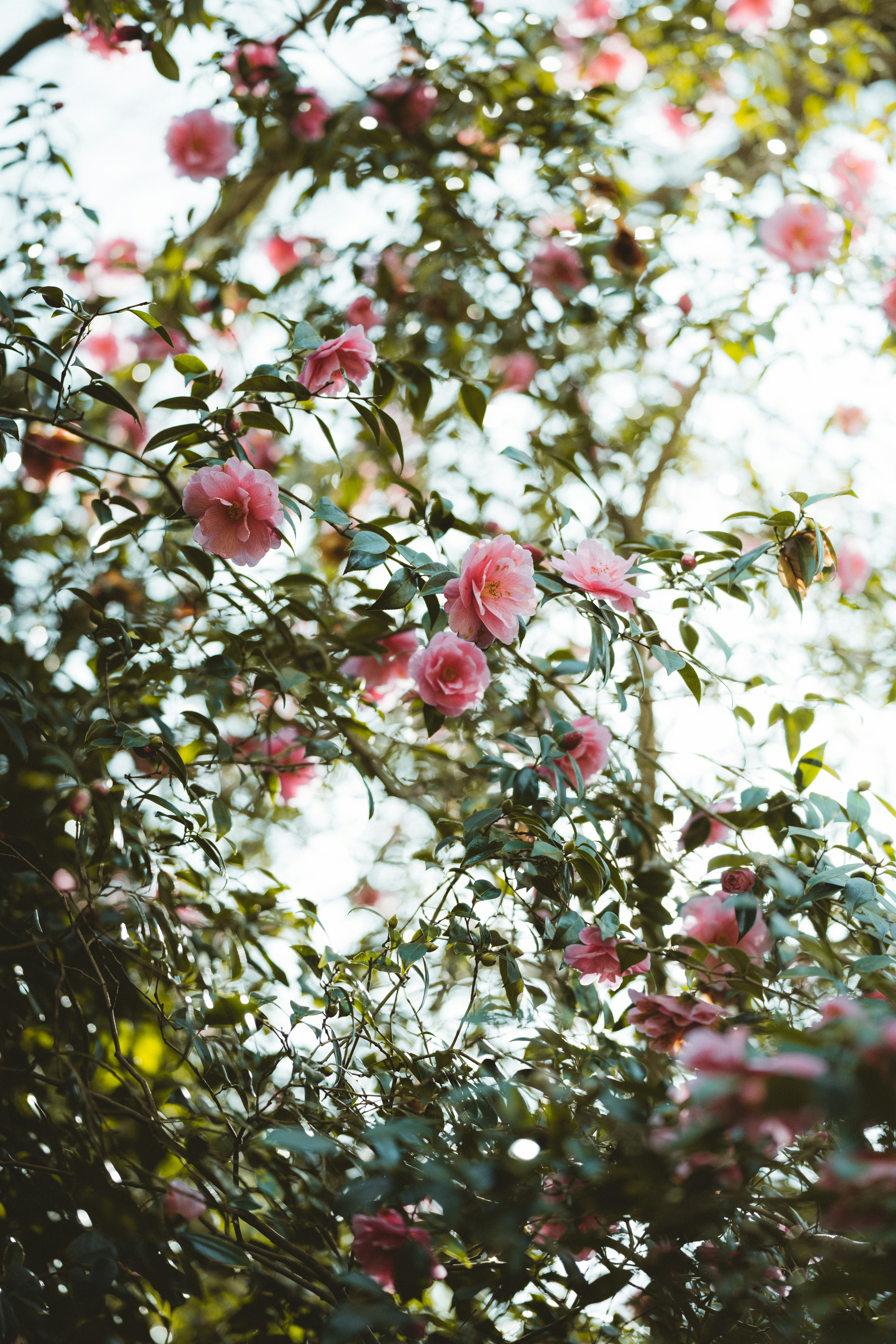 Photo by anniespratt