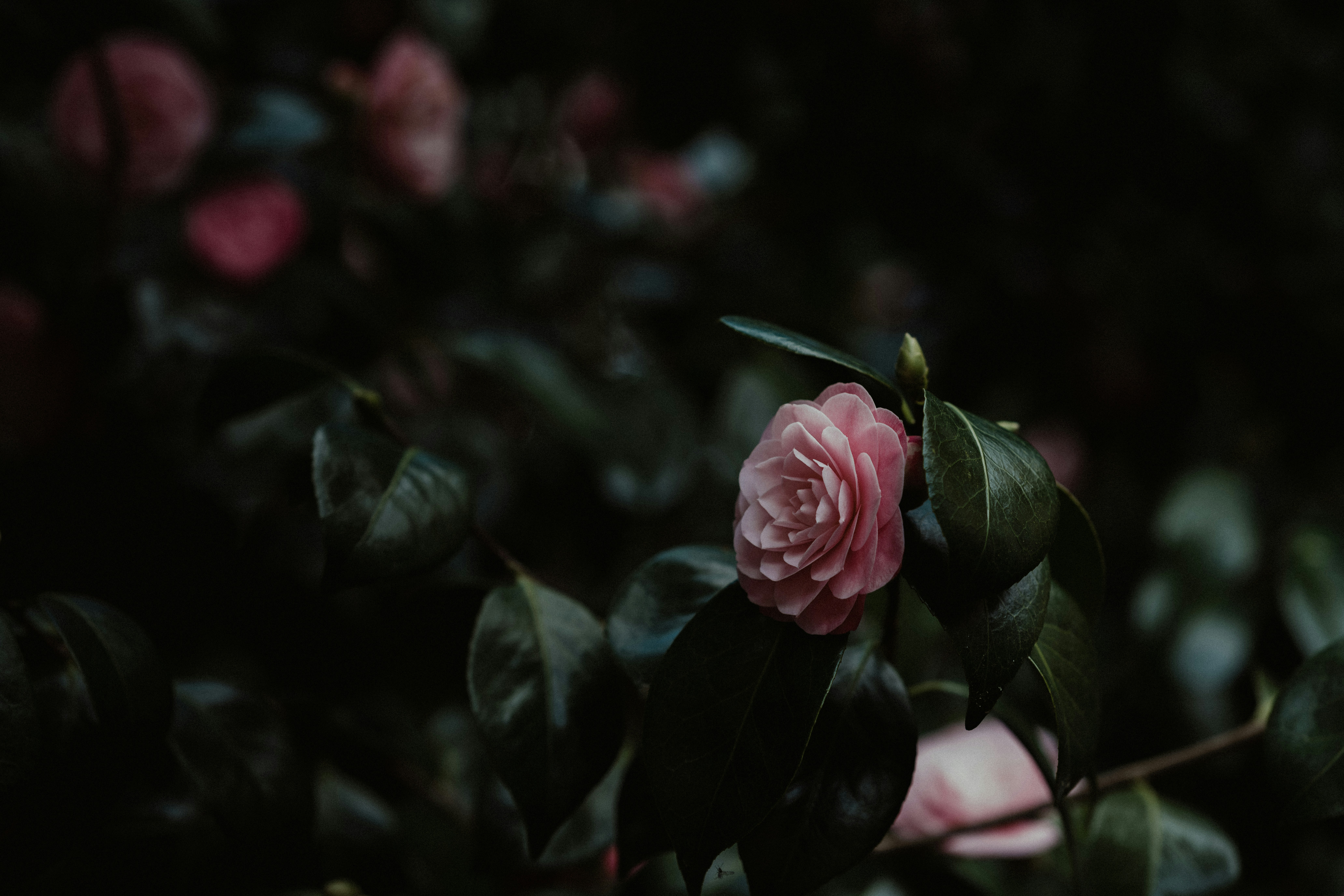 Photo by anniespratt