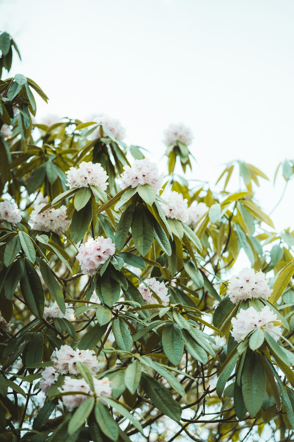 white flowers with green leaves