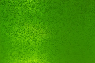 Bright slime bubbles popping gently on a smooth surface, highlighting texture.