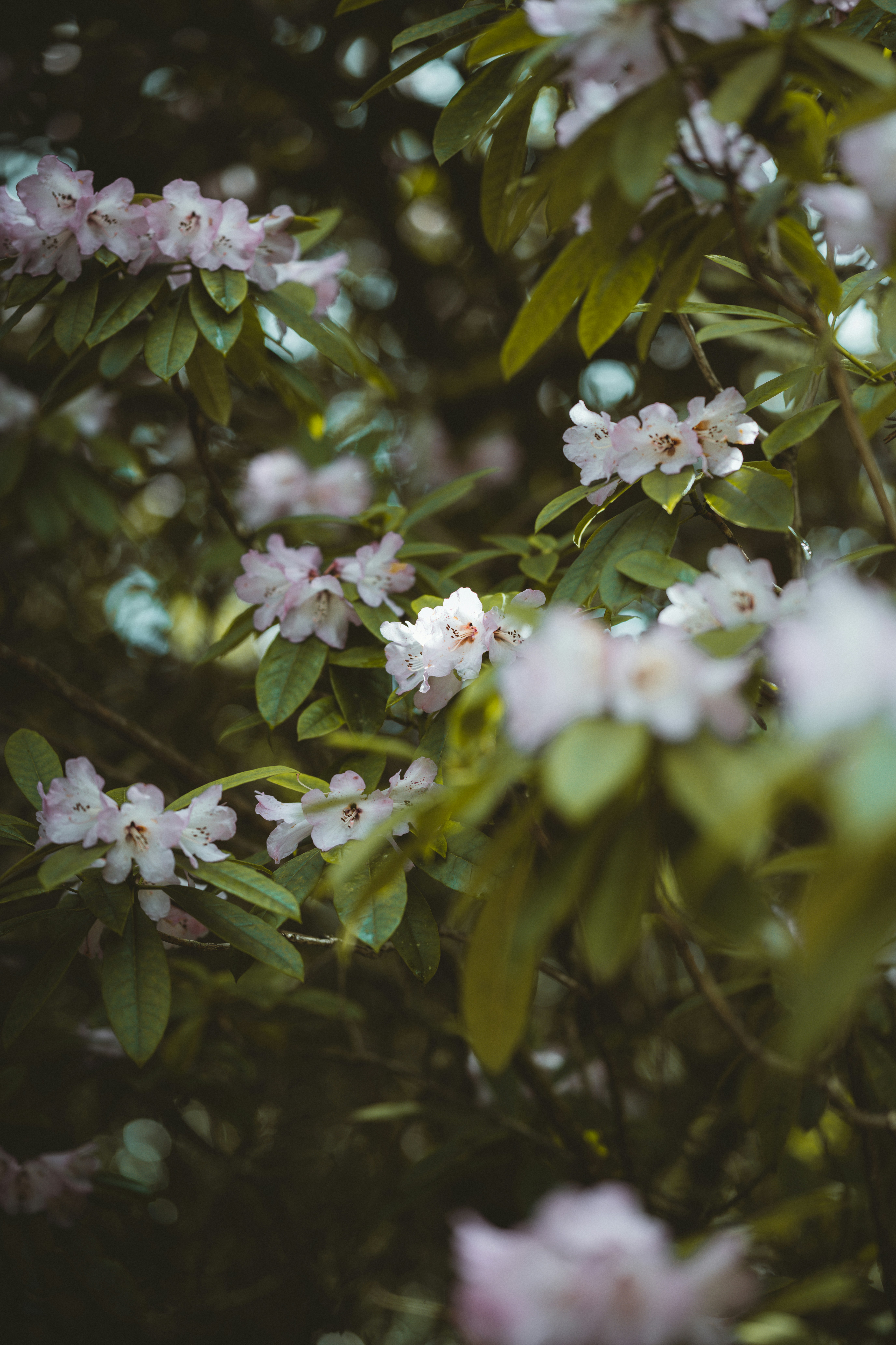 Photo by anniespratt