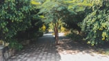 A freshly paved walkway made with green fly ash interlocking blocks under bright sunlight