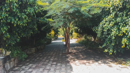 A freshly paved walkway made with green fly ash interlocking blocks under bright sunlight