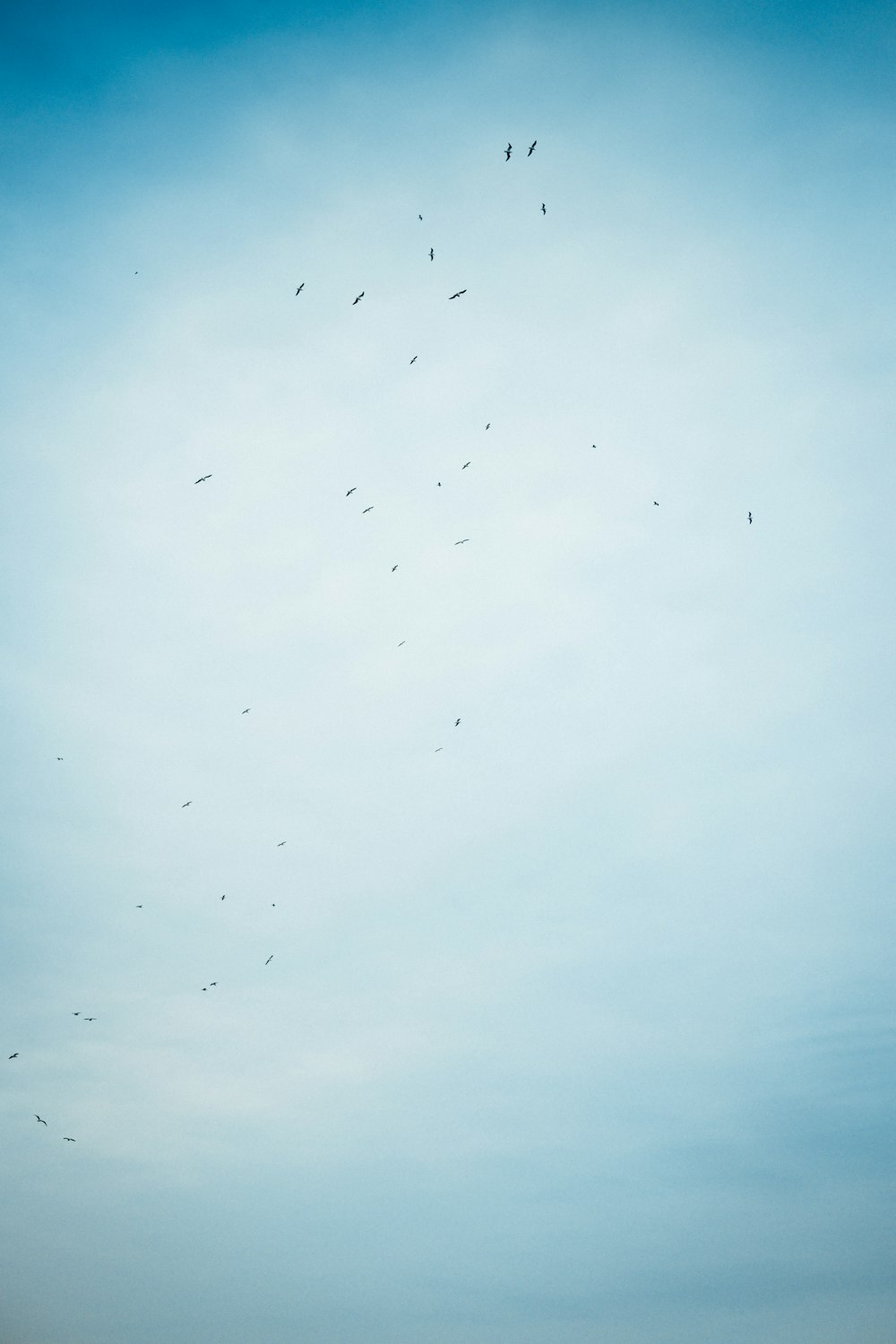 昼間は白い雲の下を飛ぶ鳥の群れ
