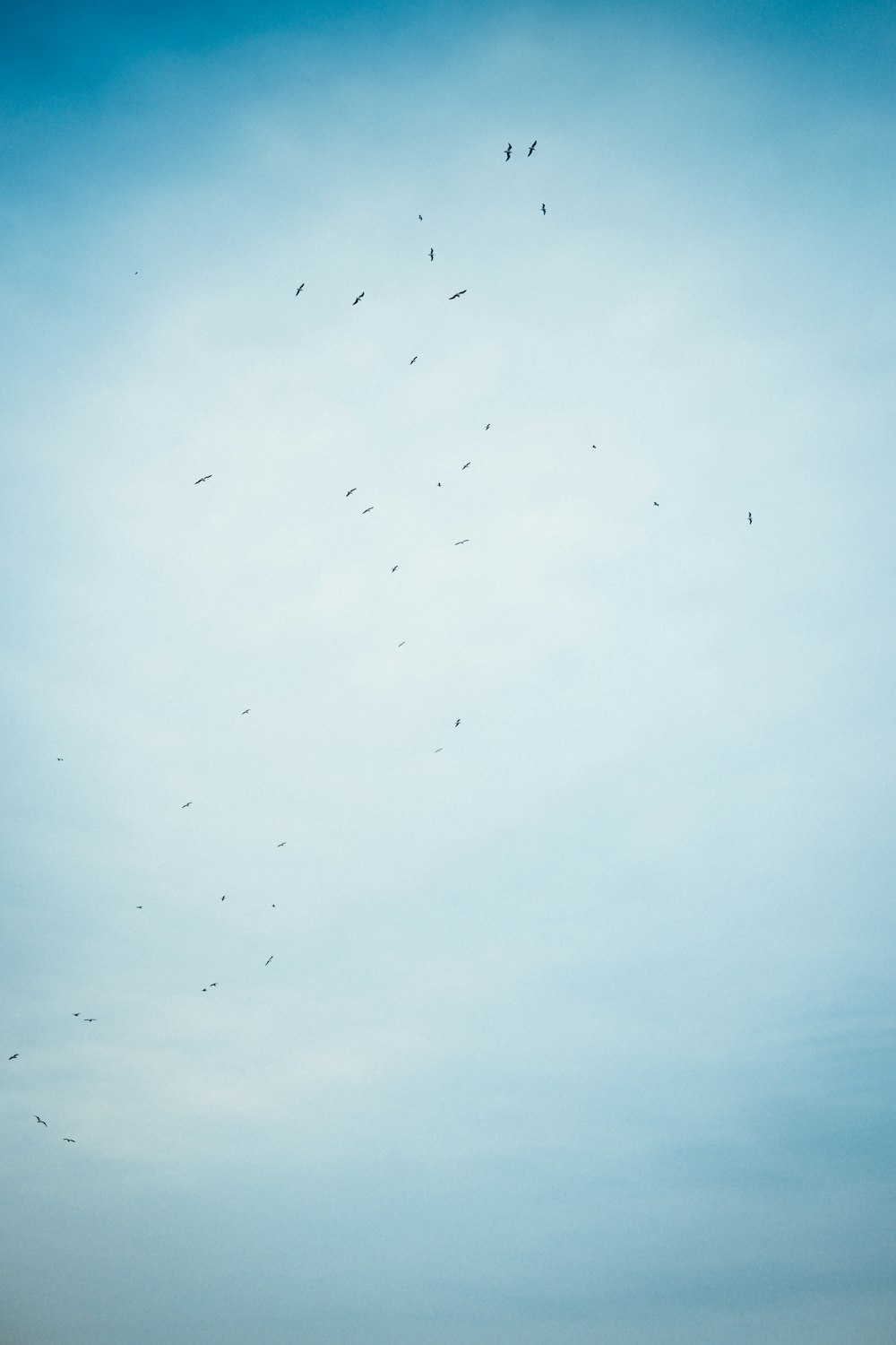 flock of birds flying under white clouds during daytime