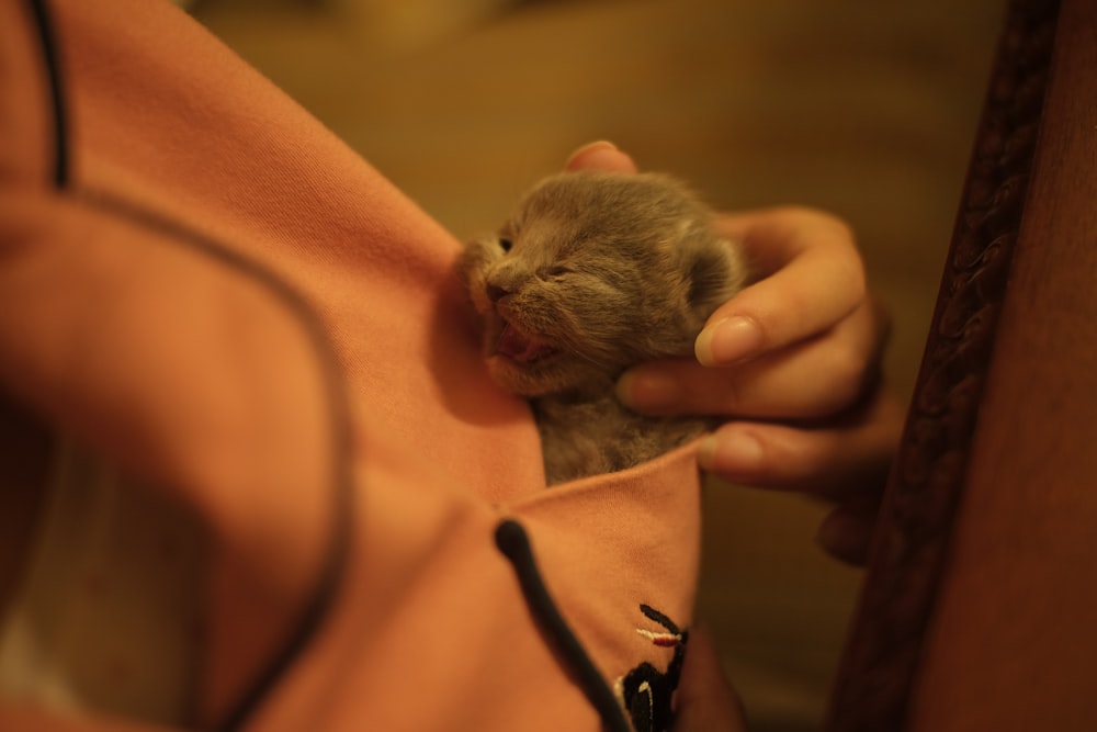person holding gray mouse on orange textile