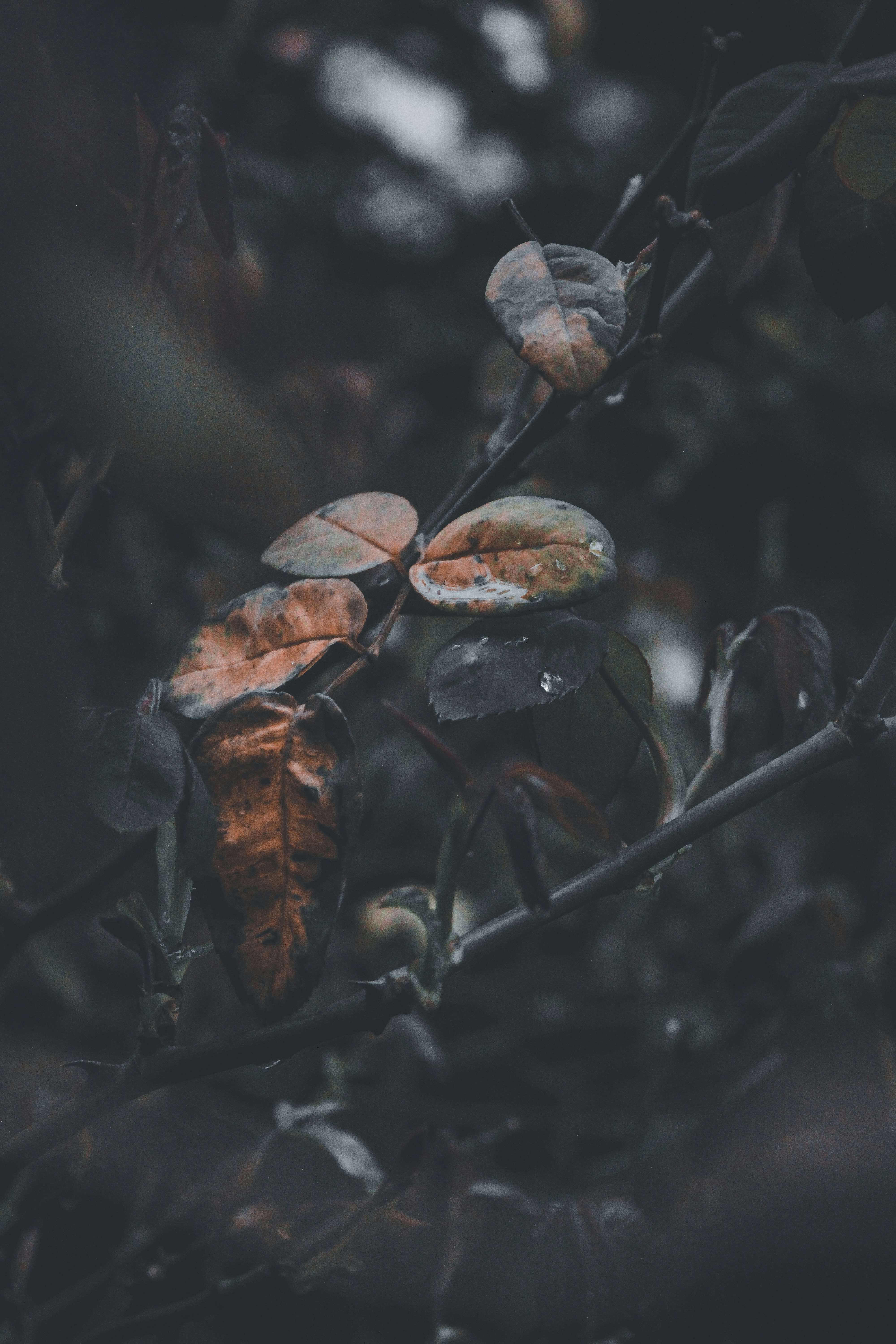 Photo by 8erem