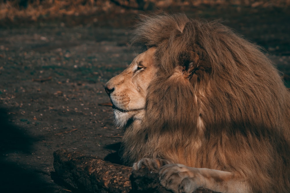 lion lying on black sand during daytime