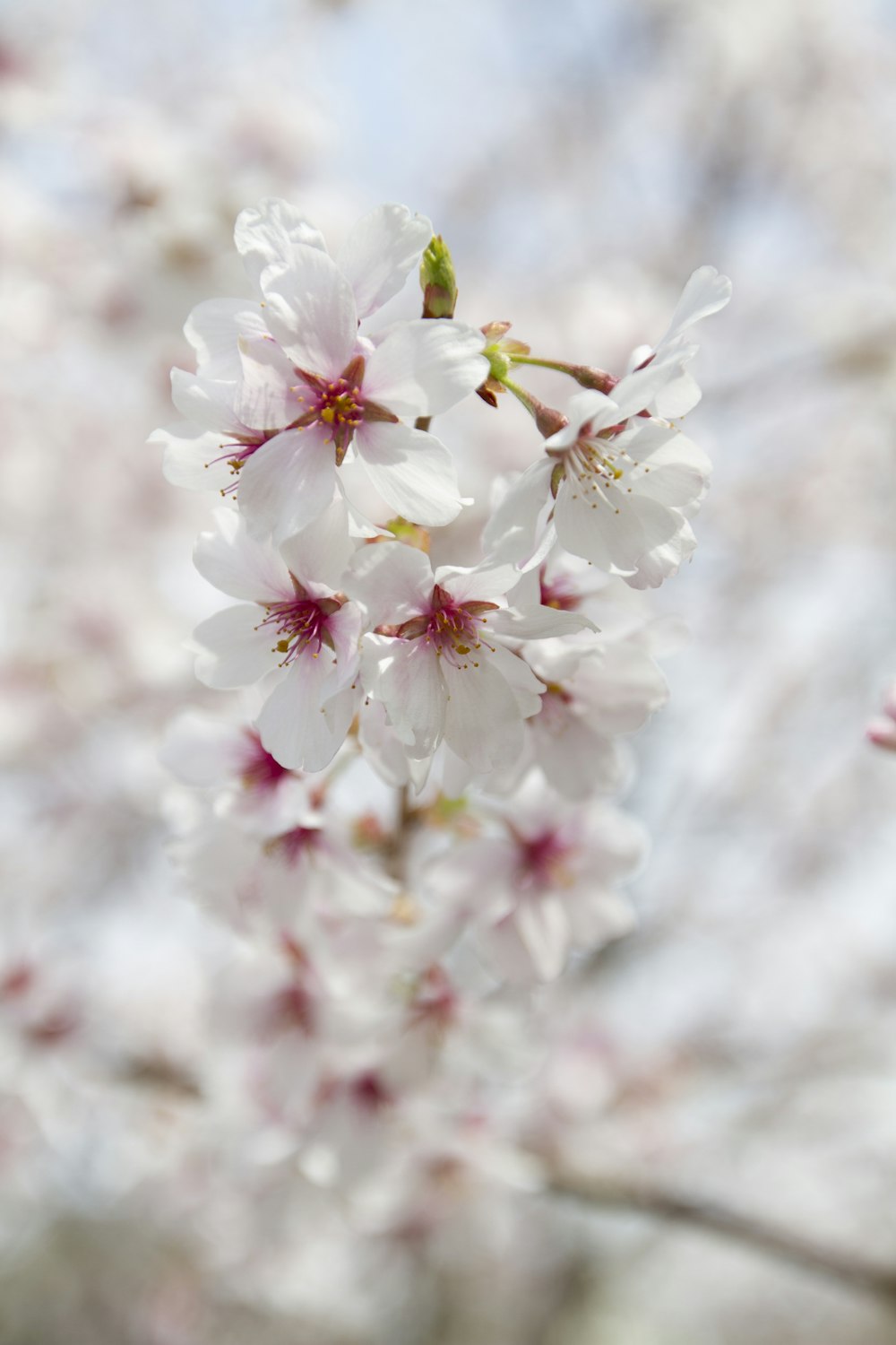 white and pink cherry blossom in close up photography