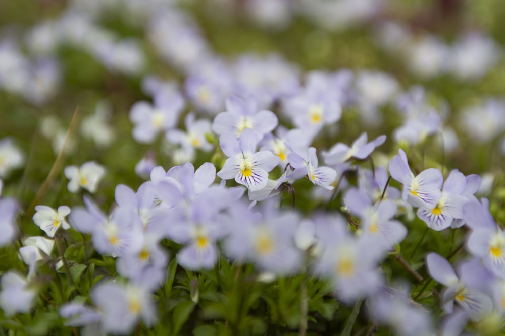 white and purple flowers in tilt shift lens