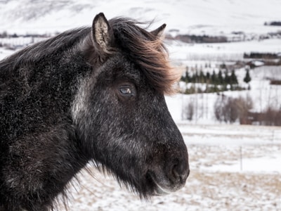 A close-up profile view of a black Icelandic horse against a snowy backdrop. The horse's mane is tousled by the wind, with details of its shaggy fur visible. The background features snow-covered ground and distant trees, creating a serene winter landscape.