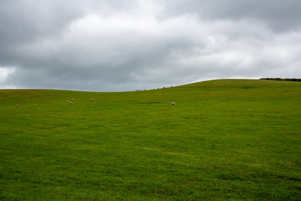 campo de hierba verde bajo el cielo nublado durante el día