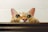 A curious cat peeks over a wooden surface with wide, attentive eyes. Its ears are perked up, and its paws grip the edge, displaying a playful and inquisitive demeanor.