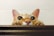 A curious cat peeks over a wooden surface with wide, attentive eyes. Its ears are perked up, and its paws grip the edge, displaying a playful and inquisitive demeanor.