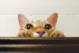 A curious cat peeks over a wooden surface with wide, attentive eyes. Its ears are perked up, and its paws grip the edge, displaying a playful and inquisitive demeanor.