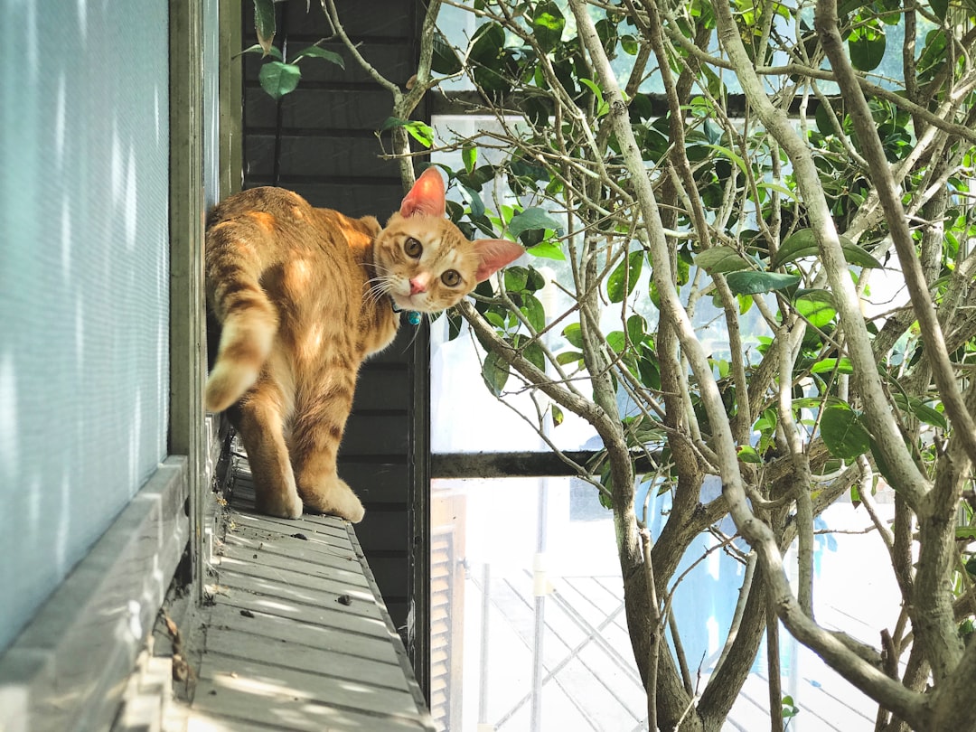 Wildlife photo spot No. 3-17 Yangxin Road Taipei Zoo Station