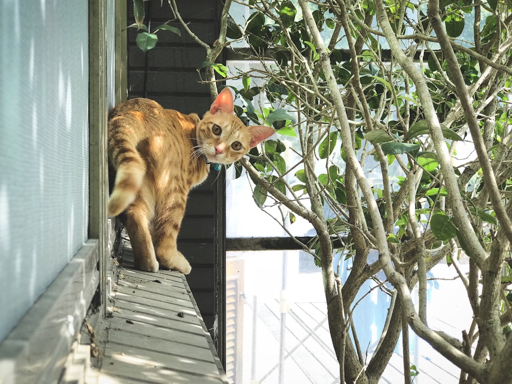 orange tabby cat on wooden fence