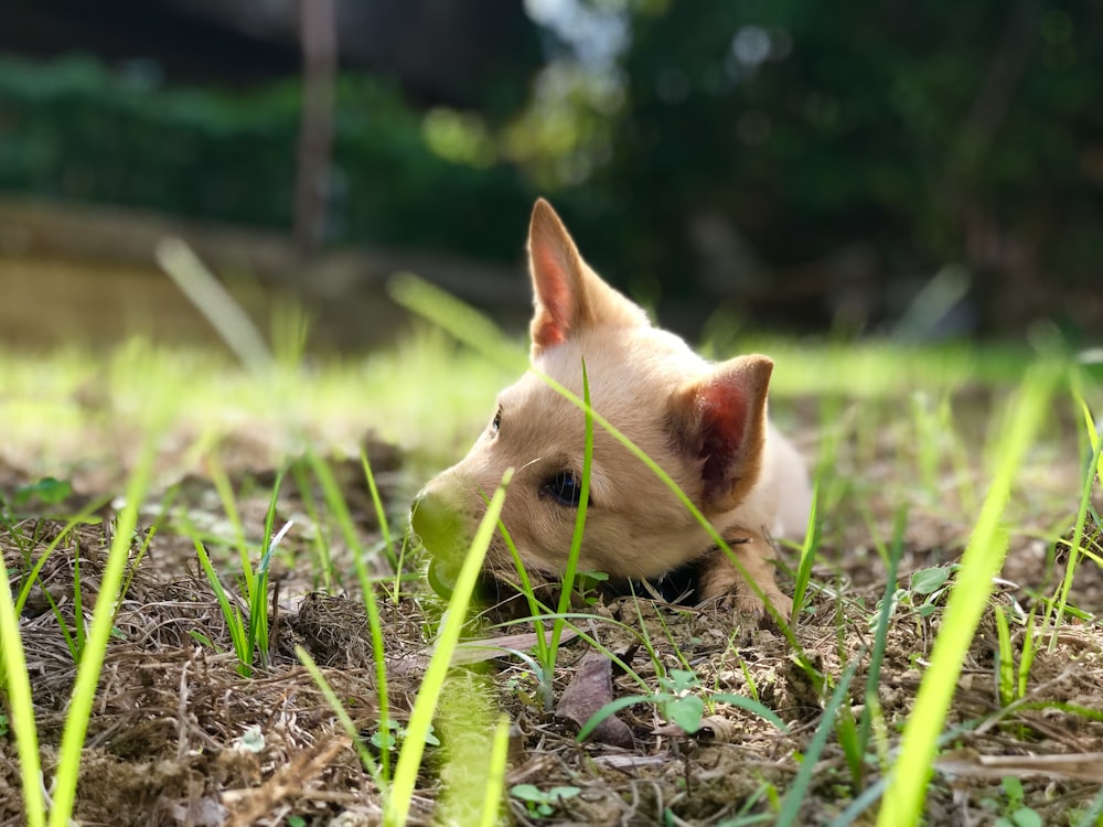white chihuahua puppy on green grass during daytime