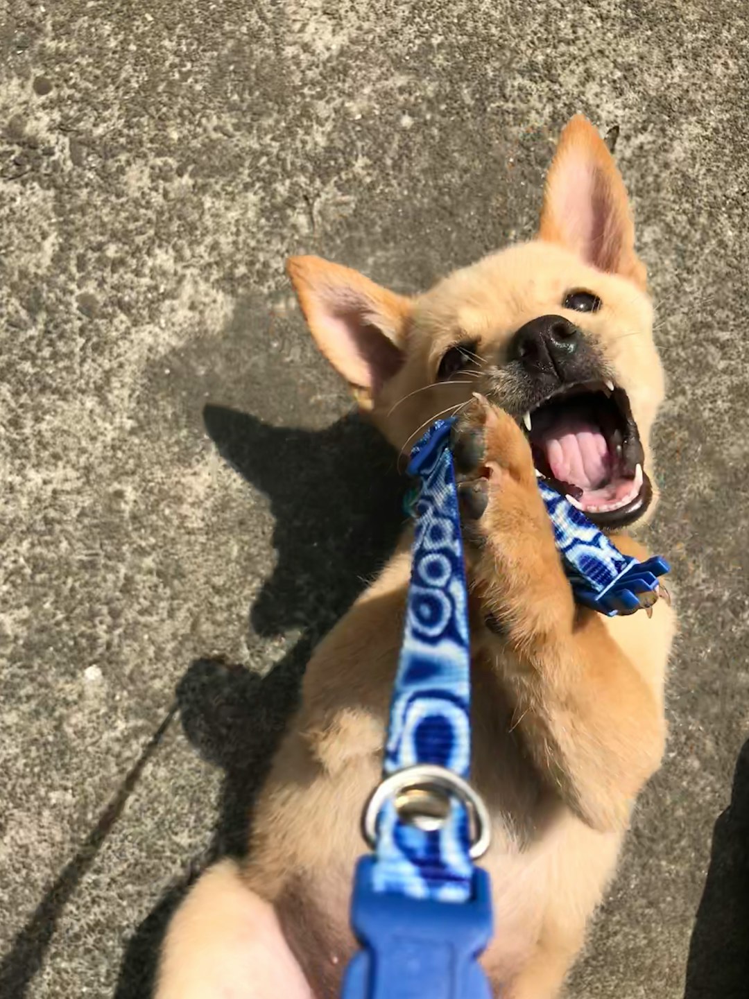 brown short coated dog with blue dog collar