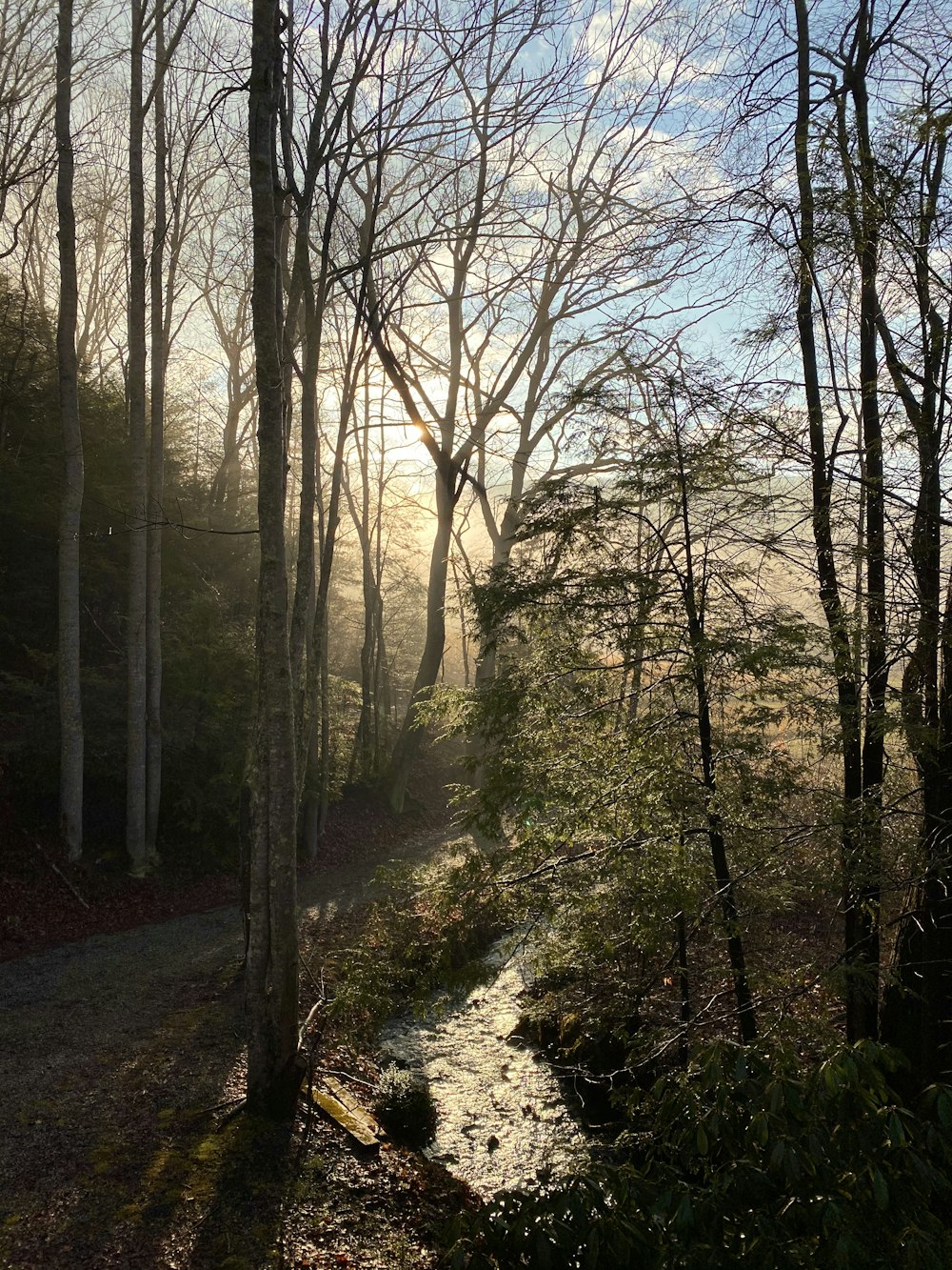 river between bare trees during daytime