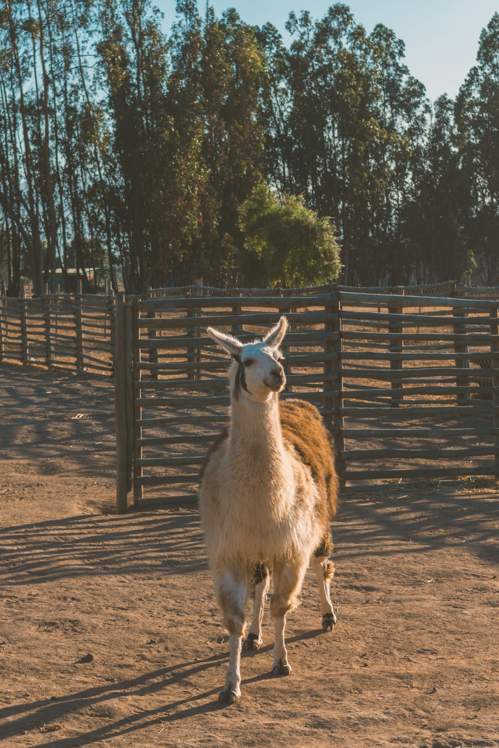 brown and white llama standing on brown field during daytime